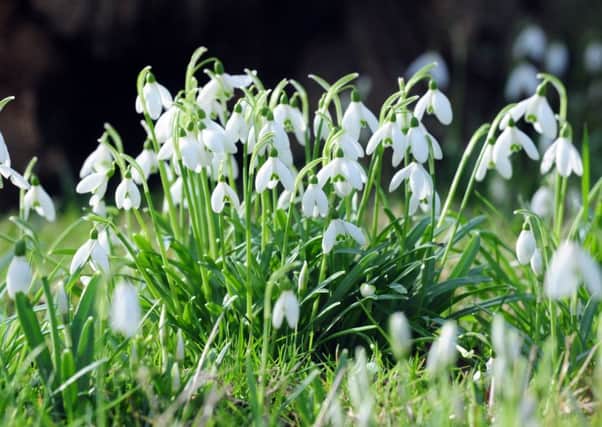 The arrival of snowdrops means that spring is on the way, but forecasters say the end of the week will turn chilly again