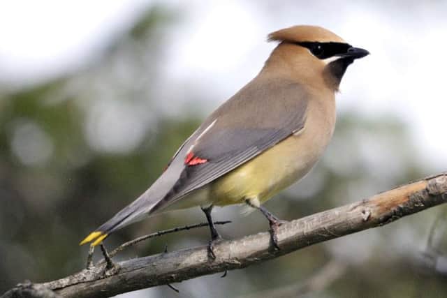 Waxwings have bright red tips on their feathers