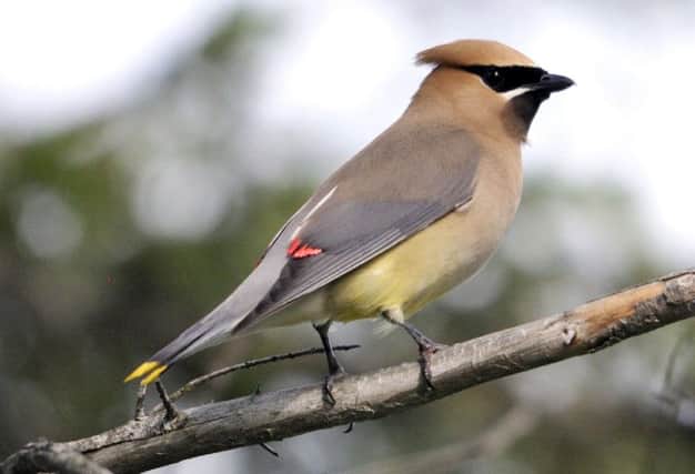 Waxwings have bright red tips on their feathers