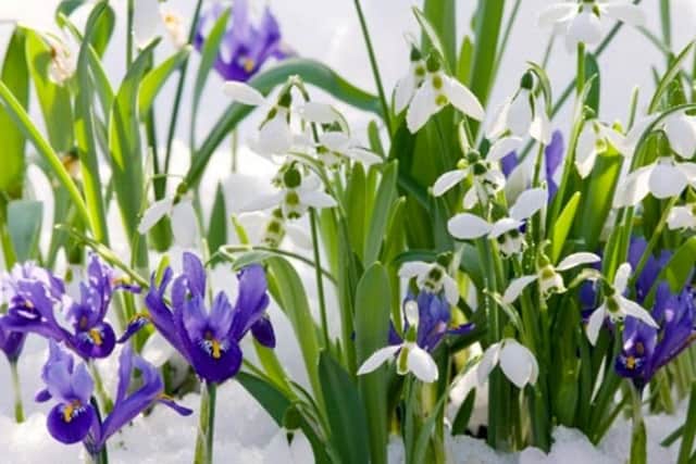 Winter's finally beginning to wane now the snowdrops are out