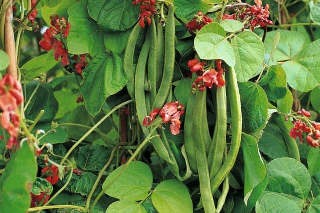 Runner beans are a perfect first vegetable for children to grow