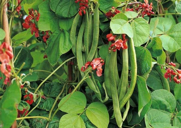 Runner beans are a perfect first vegetable for children to grow