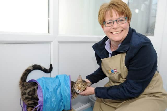 Linda Lee with Tiggs, who is staying at the Seaside Cat Hotel in Gosport Picture: Sarah Standing (170268-7550)