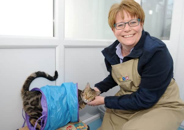 Linda Lee with Tiggs, who is staying at the Seaside Cat Hotel in Gosport Picture: Sarah Standing (170268-7550)