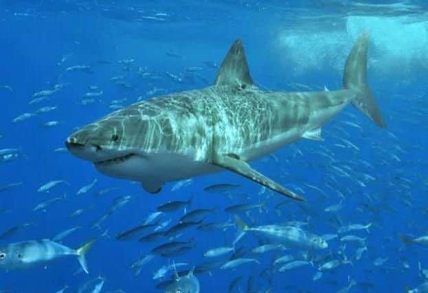 The Great White Shark. Picture: Wikimedia