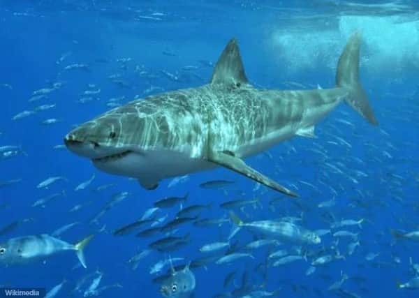 The Great White Shark. Picture: Wikimedia