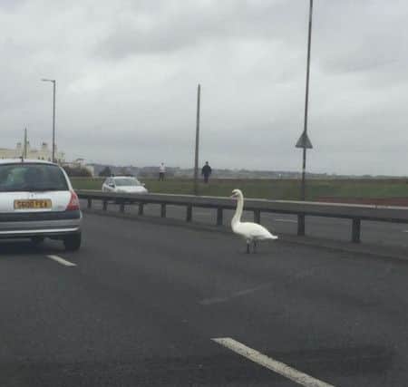 A swan was seen walking on the Eastern Road