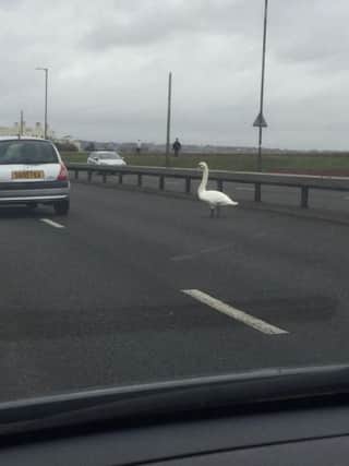 A swan was seen walking on the Eastern Road