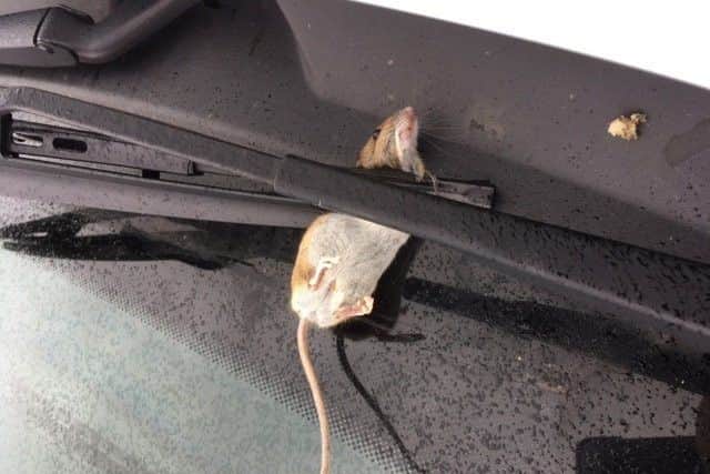 Clare Astbury was in for a nasty shock when she came back to her car after visiting West Wittering Beach yesterday