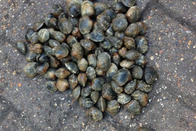 Clams seized on a different raid