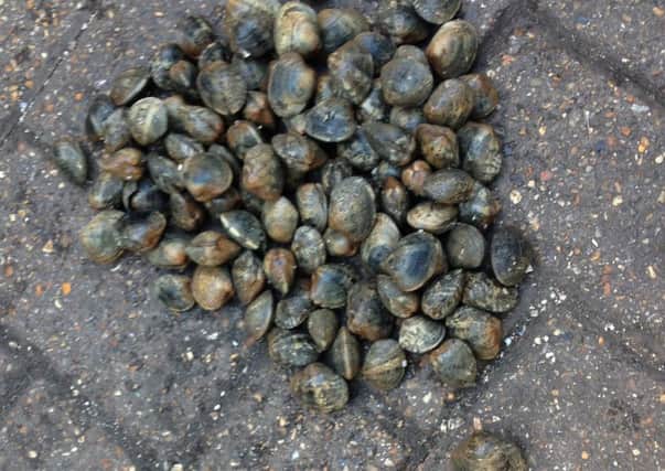 Clams seized on a different raid