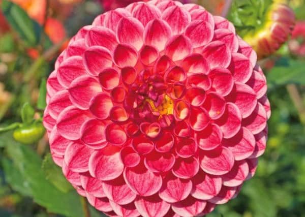 It's a good idea to split your dahlia tubers