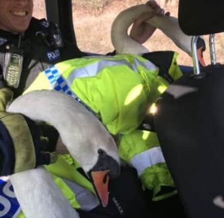 Police are often called to help remove swans from busy roads. Credit: Hampshire Constabulary