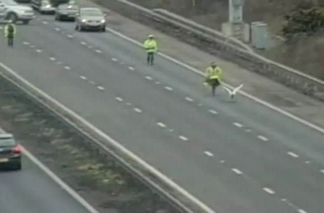 Traffic officers helped catch a swan on the M27 last week. Credit: Highways England