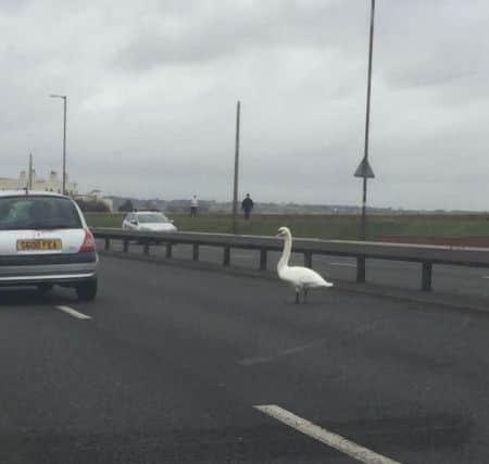 A swan spotted on the Eastern Road.