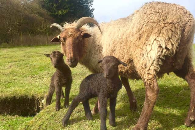 The Manx Loaghtan ewe and lambs at Butser Ancient Farm