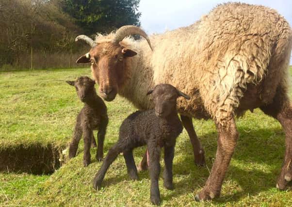 The Manx Loaghtan ewe and lambs at Butser Ancient Farm