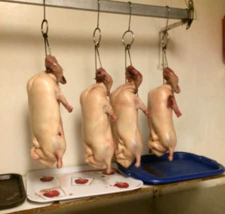 Raw ducks hanging at room temperature in the rear store room at Hong Kong Tea Bar in Lake Road, Portsmouth