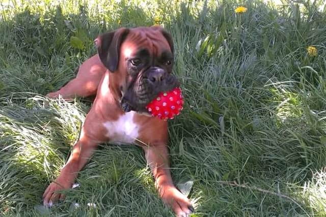 Angel the missing boxer dog