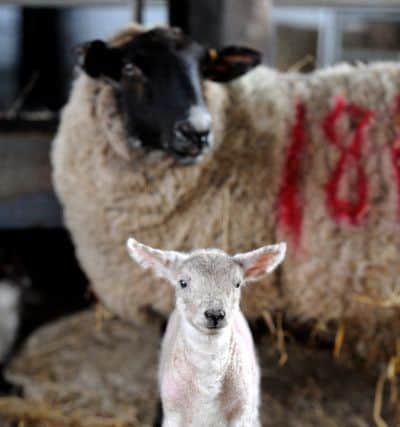Might a fox have been after lambs? Farmers are believed to have been causing a disturbance to residents