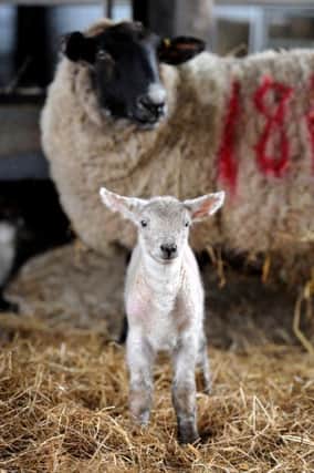 Might a fox have been after lambs? Farmers are believed to have been causing a disturbance to residents