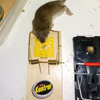 One of the rats killed in Robert Pike's home