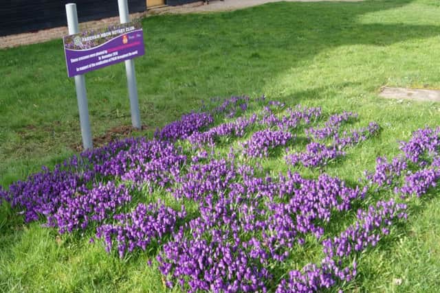 Fareham Meon Rotary Club planted purple crocus to raise awareness of polio