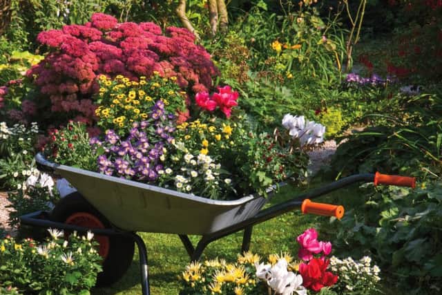 An old wheelbarrow makes an ideal planter near the house for immediate colour