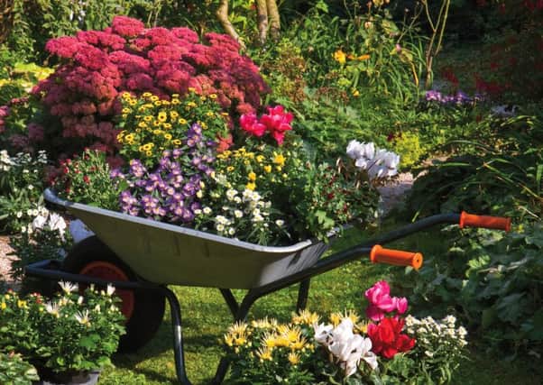 An old wheelbarrow makes an ideal planter near the house for immediate colour