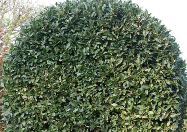 Bay tree trimmed into a giant circular lollipop shape. Picture: Brian Snelson