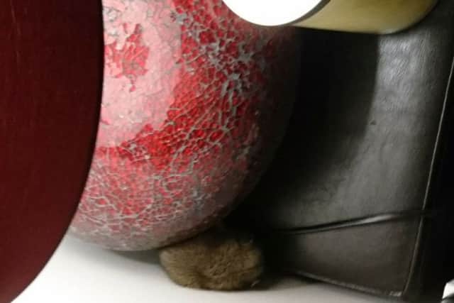 One of the rats on an armchair