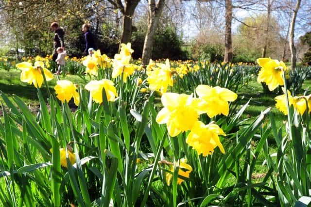 Daffodils in the sunshine