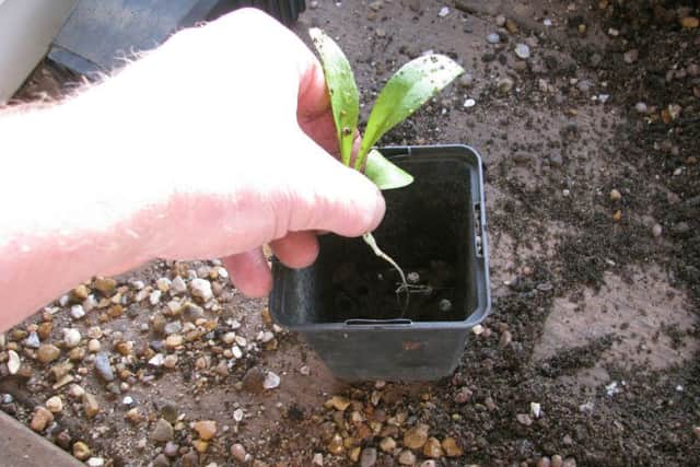 Now's the time for pricking out those seedlings. Picture: peganum/Flickr