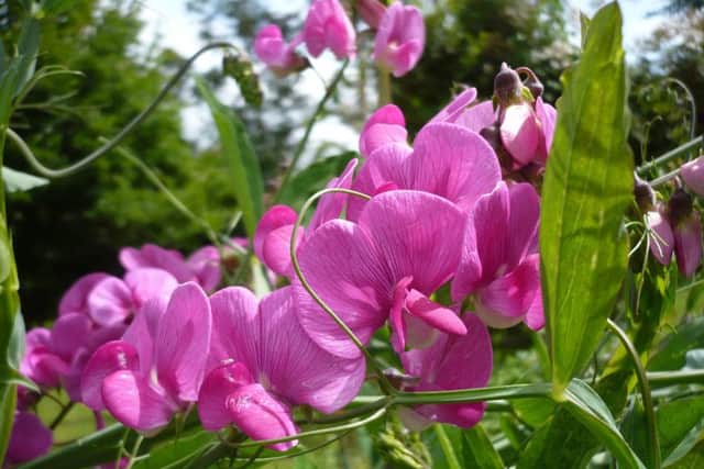 Sweet peas will grow well in almost any garden, if they can reach for the stars