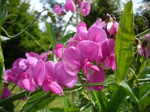 Sweet peas will grow well in almost any garden, if they can reach for the stars