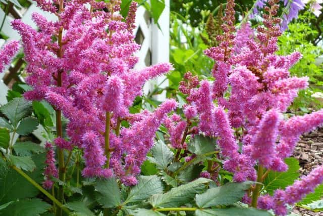 Astilbe: a vision in pink and great in mud. Picture: Magnus Manske/Wikimedia