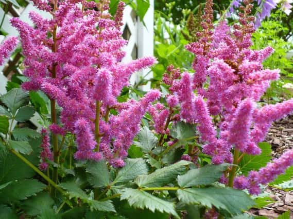 Astilbe: a vision in pink and great in mud. Picture: Magnus Manske/Wikimedia