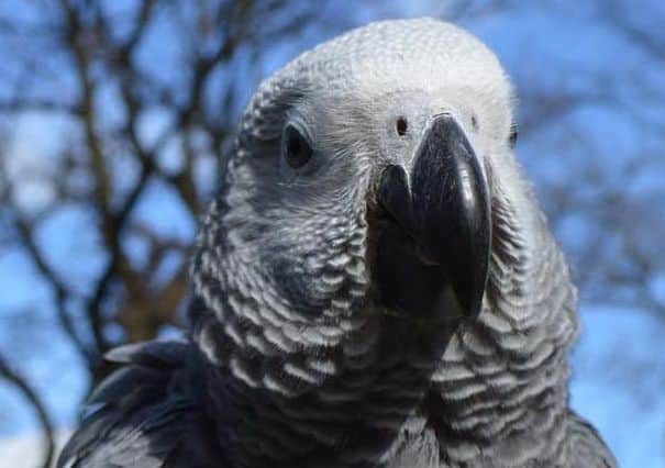 Peaches the parrot