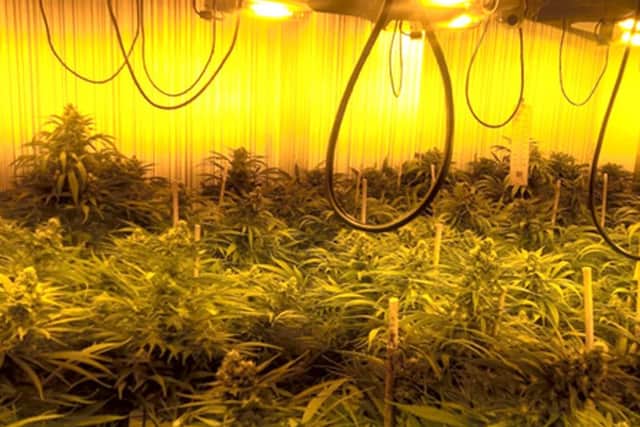 A cannabis farm tended to by Tran Van Sang and Phong Ba Le, discovered in Jessie Road, Havant, in December 2016. Pictures: CPS