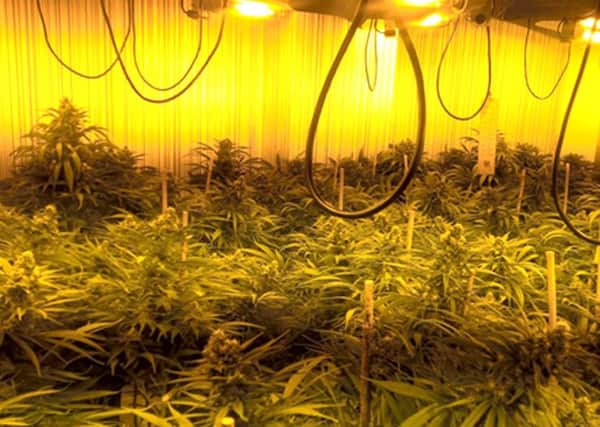 A cannabis farm tended to by Tran Van Sang and Phong Ba Le, discovered in Jessie Road, Havant, in December 2016. Pictures: CPS