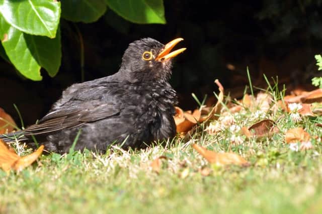 The blackbird is one of the most common birds in the UK