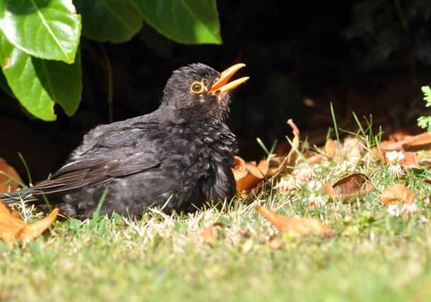 The blackbird is one of the most common birds in the UK