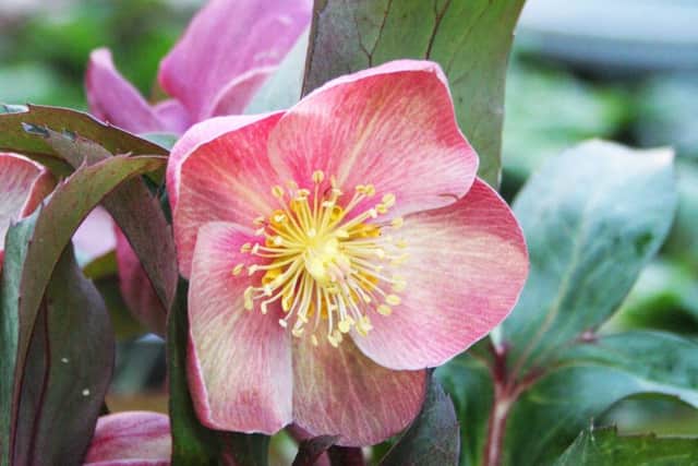 Hellebore Christmas rose