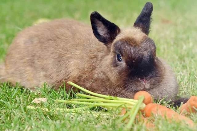 Pets at Home is banning the sale of rabbits over Easter.