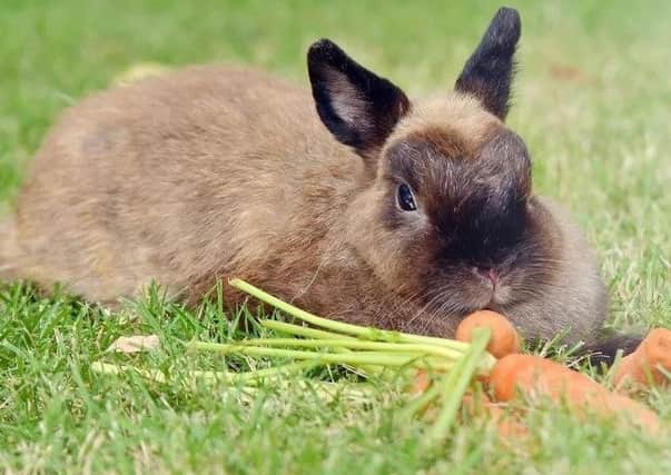 Pets at Home is banning the sale of rabbits over Easter.