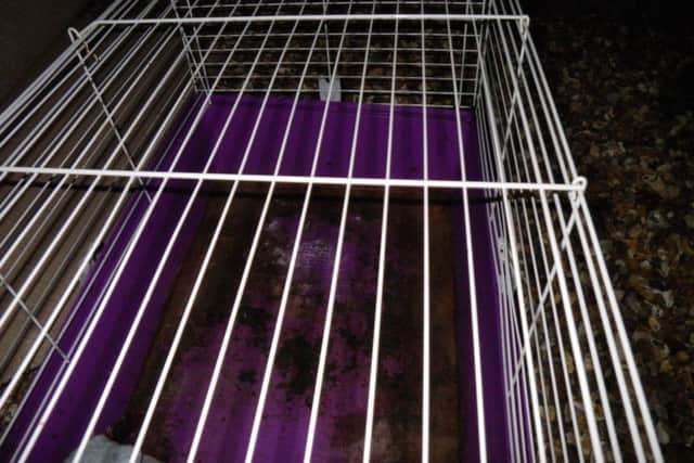 The guinea pigs had been abandoned in a dirty cage in woodlands.