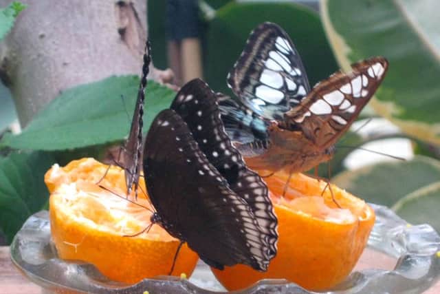 Butterflies feeding at Cumberland House Natural History Museum Picture: Rhys Davies