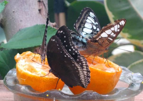 Butterflies feeding at Cumberland House Natural History Museum Picture: Rhys Davies