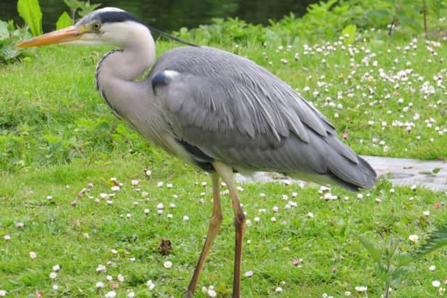 Lesley's got heron trouble