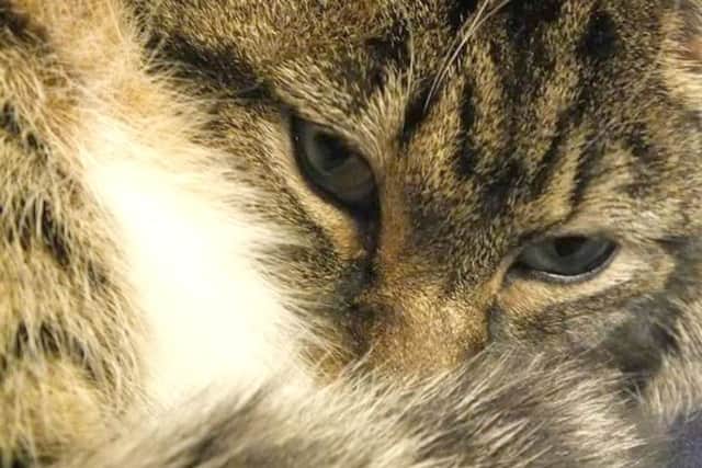 Cats are being poisoned in Layton Road, Gosport.   Milly is the tabby and Kiara is the white one with tabby spots, they are both now dead.   Pics taken by Hannah Murphy, owner of the two cats, who are now dead. PPP-170704-113940001